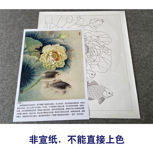 【有步骤、大彩图】郑玲玲工笔画白描底稿《荷花叶下鲫鱼醉》荷花鲫鱼初学者临摹花鸟线稿ZL44 商品图2