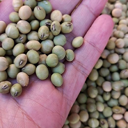 【山野黄豆3包+黑豆1包】（深山自由生长） 商品图2