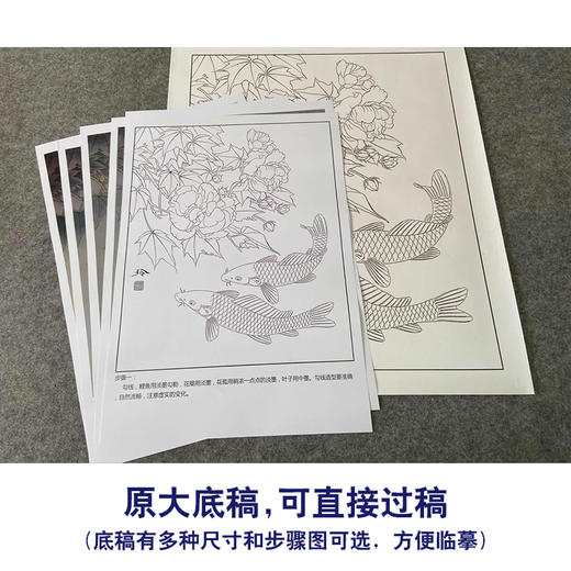 【有步骤、大彩图】郑玲玲工笔画白描底稿《锦上添花》鲤鱼初学者临摹花鸟线稿ZL39 商品图1