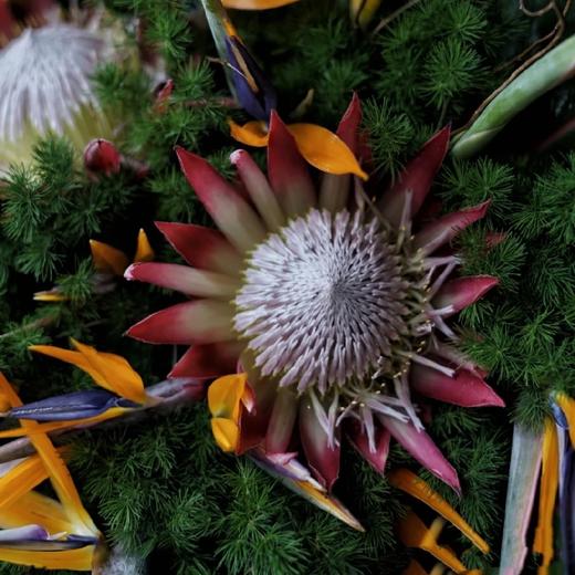 《百鸟朝凤》送领导送长辈必选 天堂鸟高端花束 商品图4