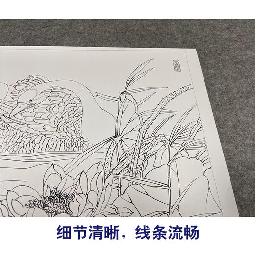 【有步骤、大彩图】郑玲玲工笔画白描底稿小品《物华秋水》荷花天鹅初学者临摹花鸟线稿ZL08 商品图4