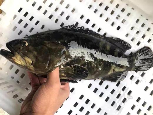 海捕龙胆石斑鱼（东山岛） 商品图4