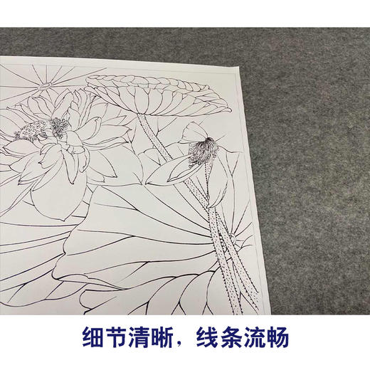 【有步骤、大彩图】郑玲玲工笔画白描底稿《清清荷韵悠悠我心》荷花鲤鱼初学者临摹花鸟线稿ZL06 商品图4