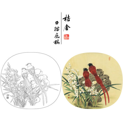 【有步骤、大彩图】郑玲玲工笔画白描底稿小品《兰芳石坚》绶带鸟兰花草初学者临摹花鸟线稿ZL14 商品图0