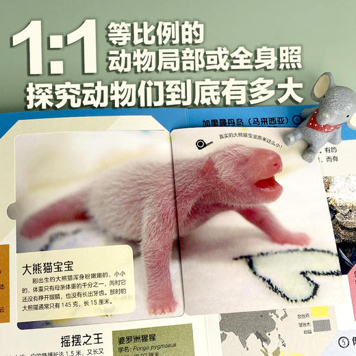 孤独星球·童书系列·星球探秘 动物探秘地图 商品图3