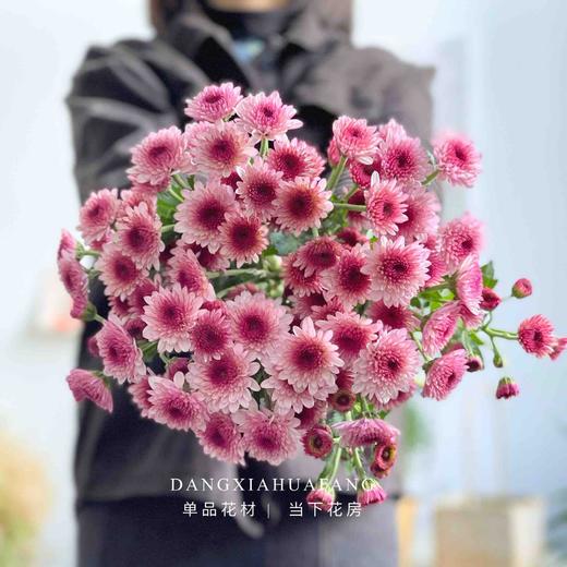 【布鲁诺粉小雏菊】5支/份 长约60-65cm 商品图0