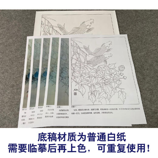 【有步骤、大彩图】郑玲玲工笔画白描底稿《静谧朝阳》牡丹鲤鱼初学者临摹花鸟线稿ZL30 商品图3