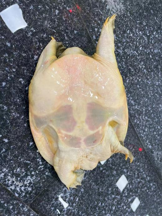 鲜活生态黄皮甲鱼 /只 商品图3
