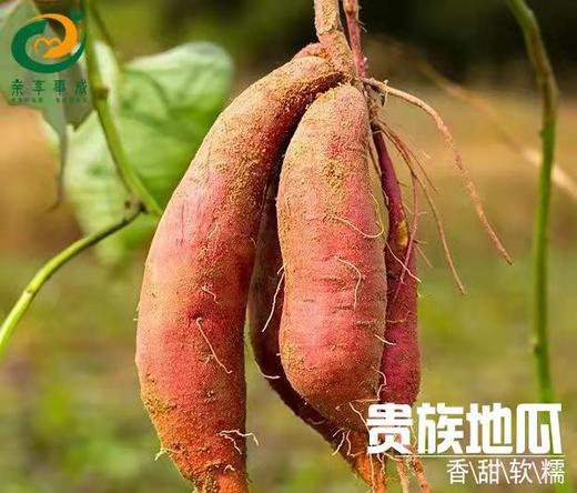 云南文山贵族地瓜3斤装 商品图0