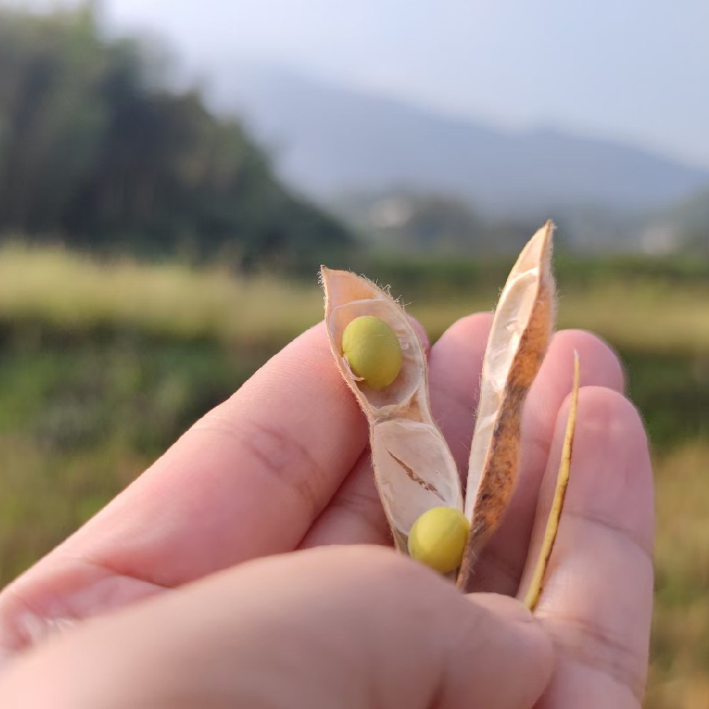 【山野黄豆3包+黑豆1包】（深山自由生长）