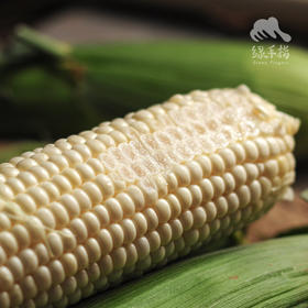 生态水果玉米 | 合作生产*Eco-Fruit corn  | Coproduction
