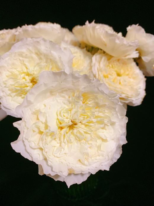 肯尼亚进口奥斯汀玫瑰花PATIENCE耐心12支 商品图1