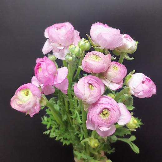 精品花材洋牡丹8支多色选择 商品图4