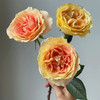 肯尼亚进口鲜花Apricot swirl杏色漩涡玫瑰花10支 商品缩略图4