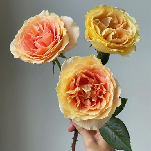 肯尼亚进口鲜花Apricot swirl杏色漩涡玫瑰花10支 商品图4