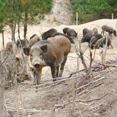 【CCTV专访】来自黑龙江鄂温克族的古法木熏火腿~含98%的森林猪肉  红肠丨怎么掰都是瘦肉丝，可以直接吃 也可以煎炒烹炸烤 商品图5