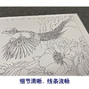【有步骤、大彩图】郑玲玲工笔画白描底稿小品《静谧梦里》红腹锦鸡初学者临摹花鸟线稿ZL60 商品缩略图4