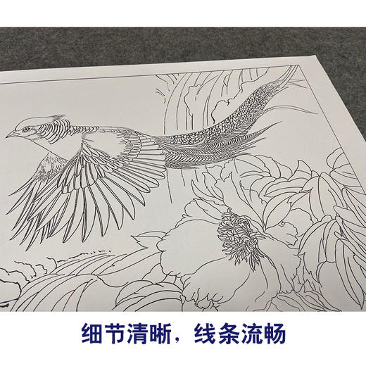 【有步骤,大彩图】郑玲玲工笔画白描稿红腹锦鸡《静谧梦里》zl60