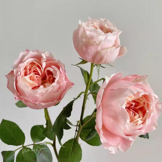 肯尼亚进口玫瑰Princess Sakura樱花公主12支 商品图3