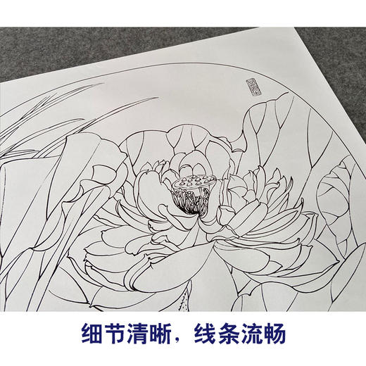 【有步骤、大彩图】郑玲玲工笔画白描底稿小品《清夏荷香》荷花初学者临摹花鸟线稿ZL83 商品图4