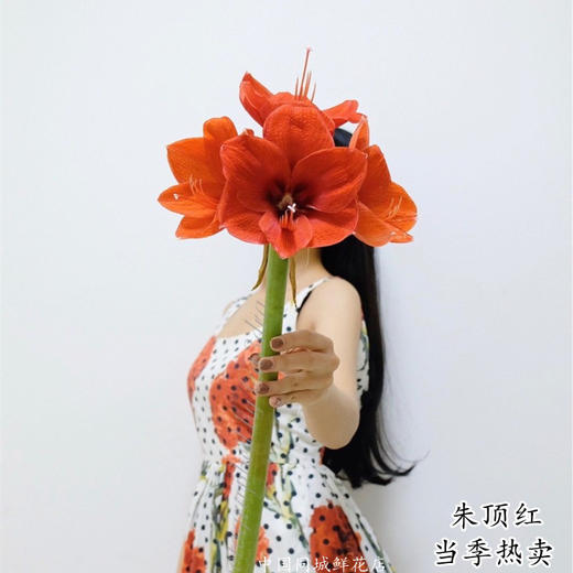 精品花卉朱顶红鲜切花2支 商品图0