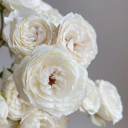 肯尼亚进口Fairly kiss white白色仙子之吻多头玫瑰10支 商品图3