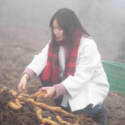 【2025新上市】【云端上的有机雪山山药】冰激凌般软糯香软 连续9年通过有机认证 生长在雅安宝兴2300米海拔的夹金山上，来之不易的高端食材 商品图8