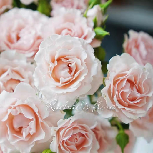 肯尼亚花园pink majolika粉玛卡多头10支 商品图2