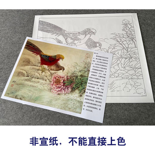 【有步骤、大彩图】郑玲玲工笔画白描底稿小品《春和景明》牡丹锦鸡初学者临摹花鸟线稿ZL58 商品图2