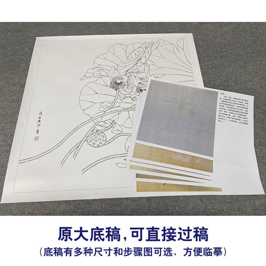 【有步骤、大彩图】郑玲玲工笔画白描底稿斗方小品《晨露碧荷语无声》荷花初学者临摹花鸟线稿ZL88 商品图1