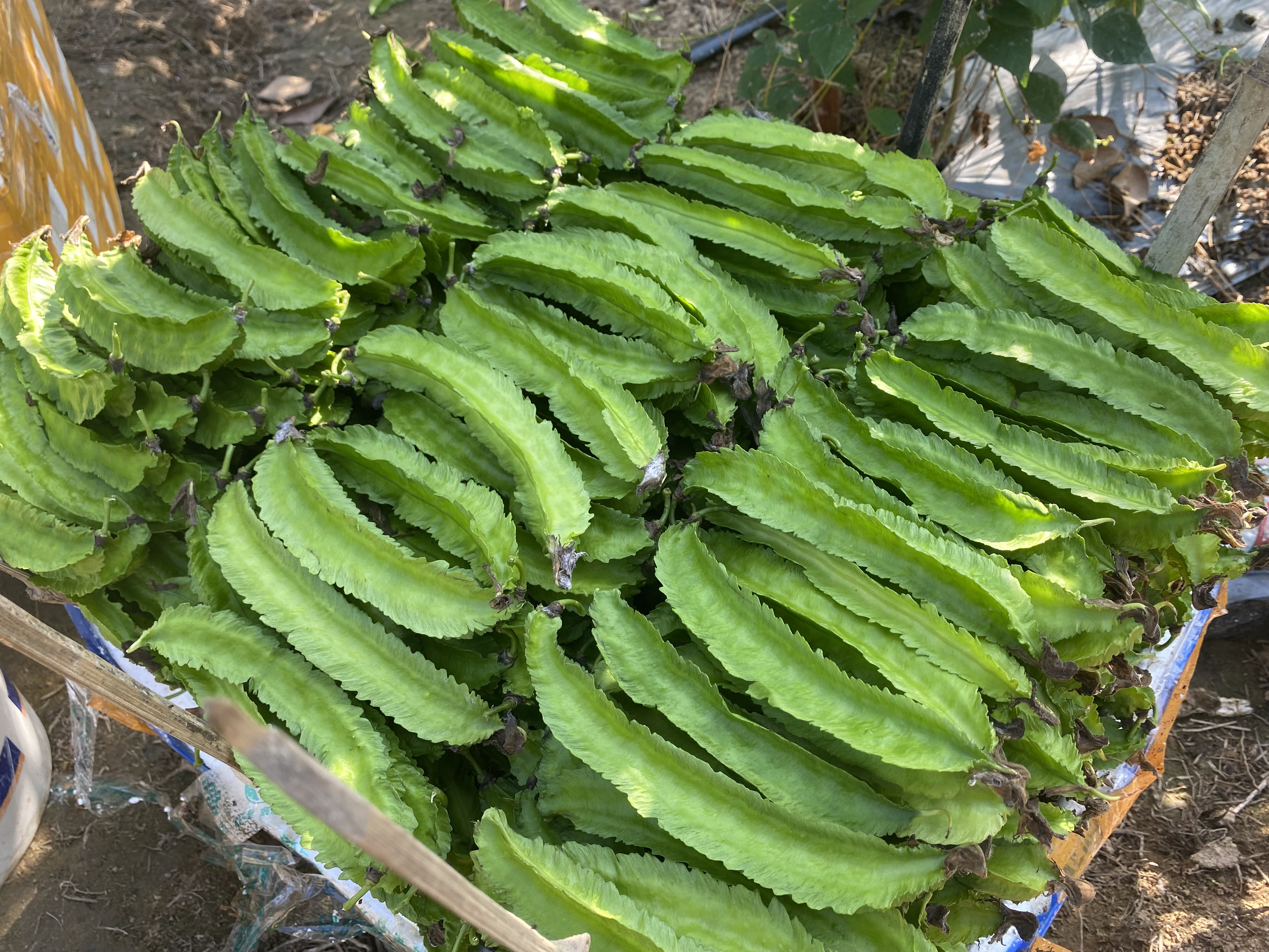 海南四角豆 海南人的"心头菜" 新鲜清甜脆嫩 健康营养蔬菜 空运直达