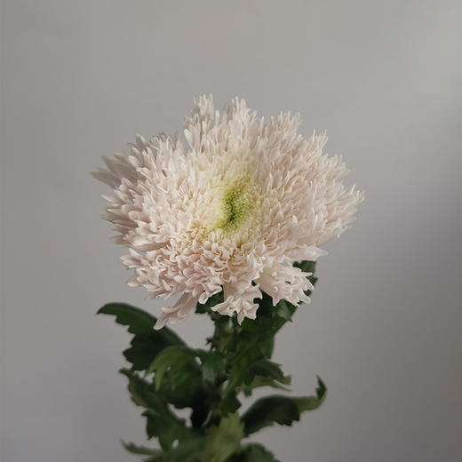 昆明重瓣面包菊10支 商品图2