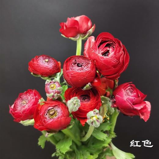 精品花材洋牡丹8支多色选择 商品图3