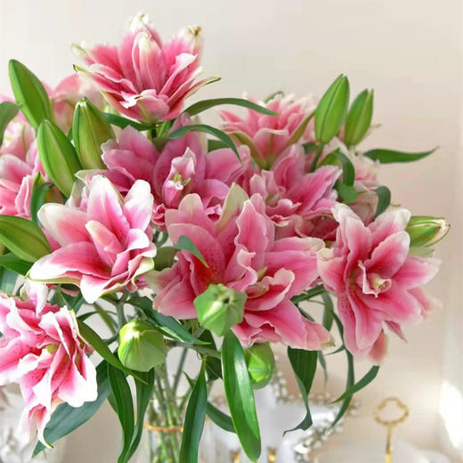 精品花材西亚拉重瓣百合花5支多头 商品图1