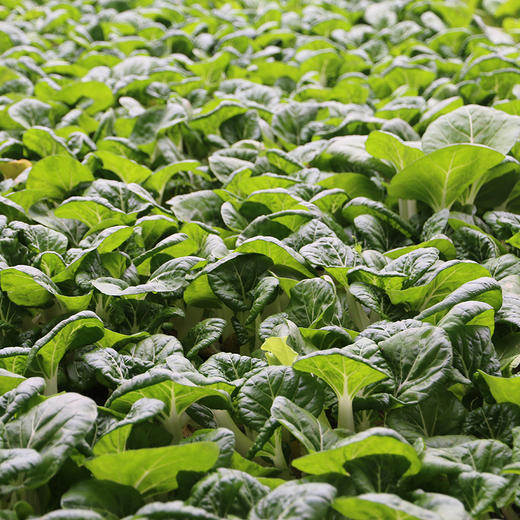 全年使用 蔬菜礼盒券 12种新鲜时令蔬菜新鲜现采  提货方便 京津冀包邮 商品图5