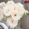 肯尼亚进口Fairly kiss white白色仙子之吻多头玫瑰10支 商品缩略图1