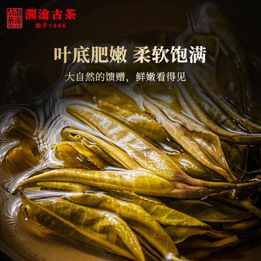 澜沧古茶2021年007普洱茶生茶生普古树老树云南七子茶饼茶叶357g 商品图3
