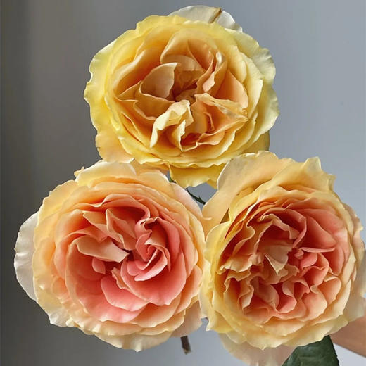 肯尼亚进口鲜花Apricot swirl杏色漩涡玫瑰花10支 商品图3