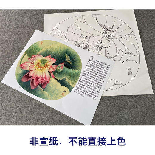 【有步骤、大彩图】郑玲玲工笔画白描底稿小品《雨后新荷》荷花蜻蜓初学者临摹花鸟线稿ZL82 商品图2