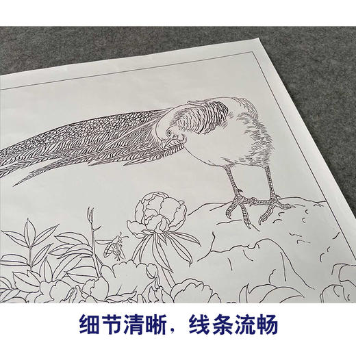 【有步骤、大彩图】郑玲玲工笔画白描底稿《聆听花语》牡丹锦鸡初学者临摹花鸟线稿ZL55 商品图4