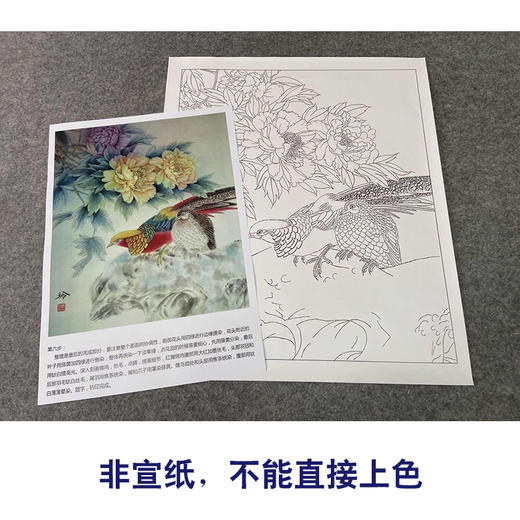 【有步骤、大彩图】郑玲玲工笔画白描稿《锦羽春晖》牡丹锦鸡初学者临摹花鸟线稿ZL54 商品图2