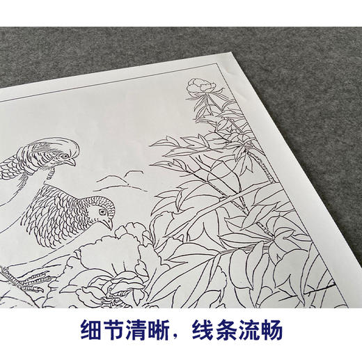 【有步骤、大彩图】郑玲玲工笔画白描底稿小品《春和景明》牡丹锦鸡初学者临摹花鸟线稿ZL58 商品图4
