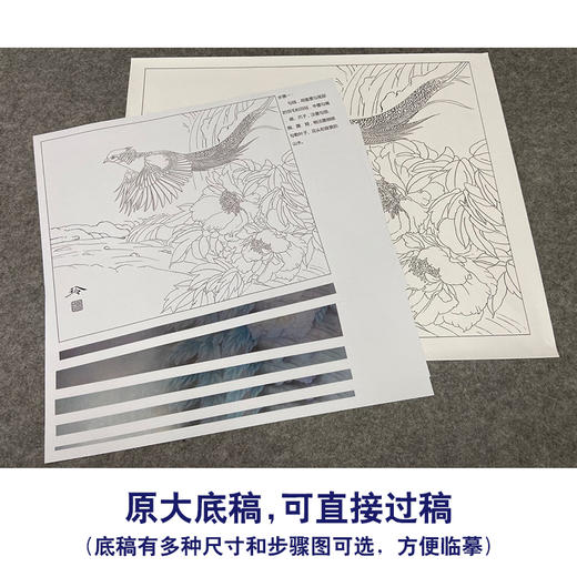 【有步骤,大彩图】郑玲玲工笔画白描稿红腹锦鸡《静谧梦里》zl60