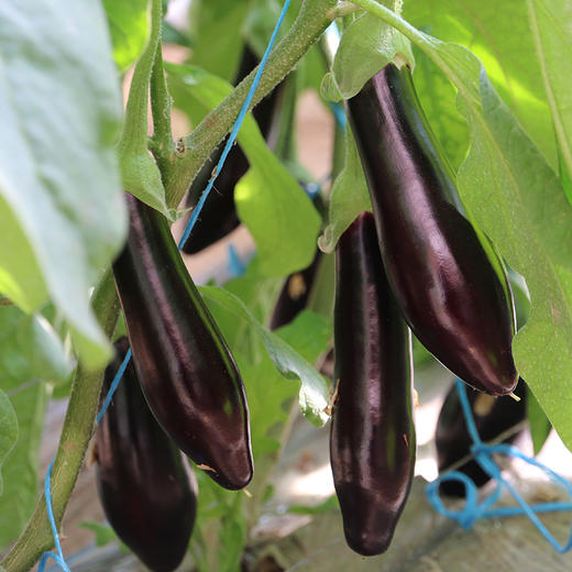 全年使用 蔬菜礼盒券 12种新鲜时令蔬菜新鲜现采  提货方便 京津冀包邮 商品图7