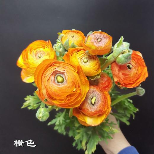 精品花材洋牡丹8支多色选择 商品图5