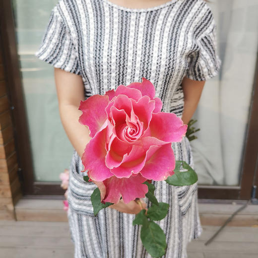 肯尼亚进口花园玫瑰japanese tale日本故事12支 商品图3