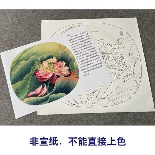 【有步骤、大彩图】郑玲玲工笔画白描底稿小品《清夏荷香》荷花初学者临摹花鸟线稿ZL83 商品图2