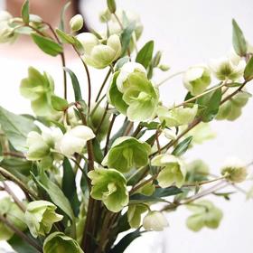 国产花材-【兔葵】