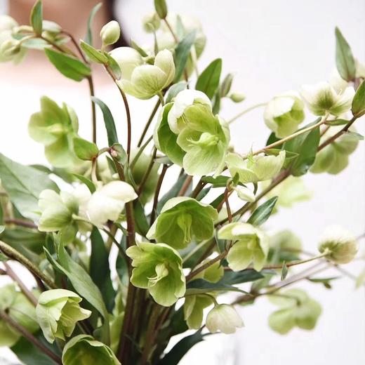 国产花材-【兔葵】 商品图0