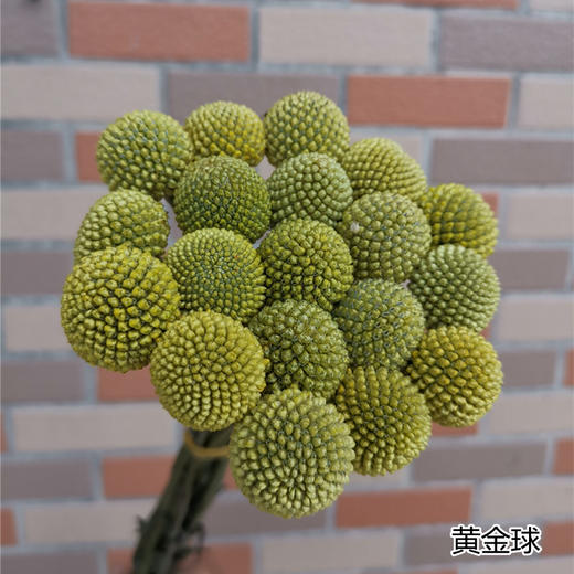 配花配草黄金球18支 商品图0